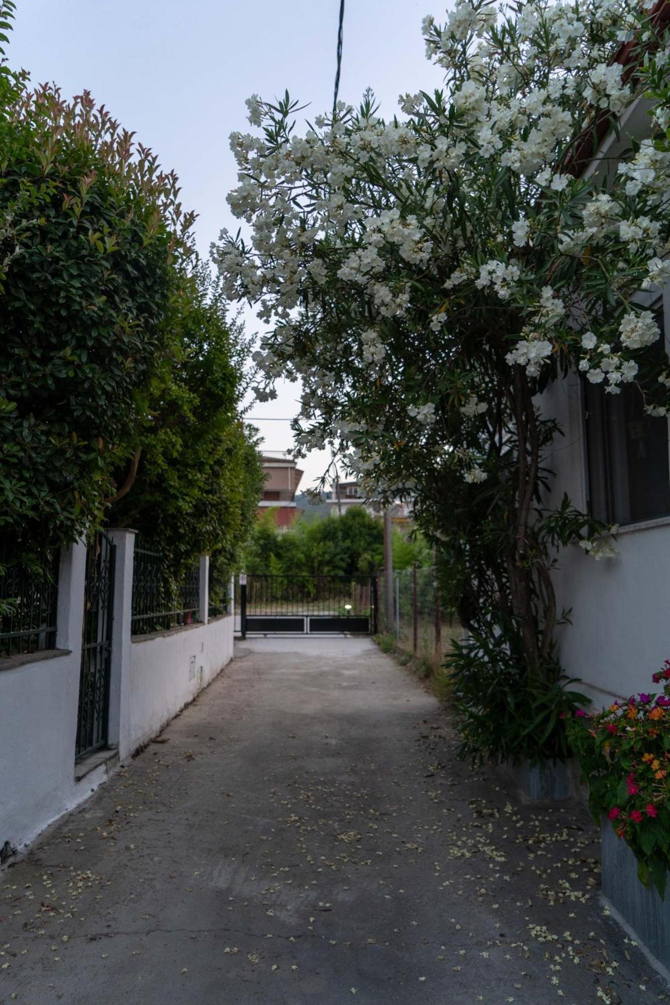 Terrazzo House Villa Platamonas